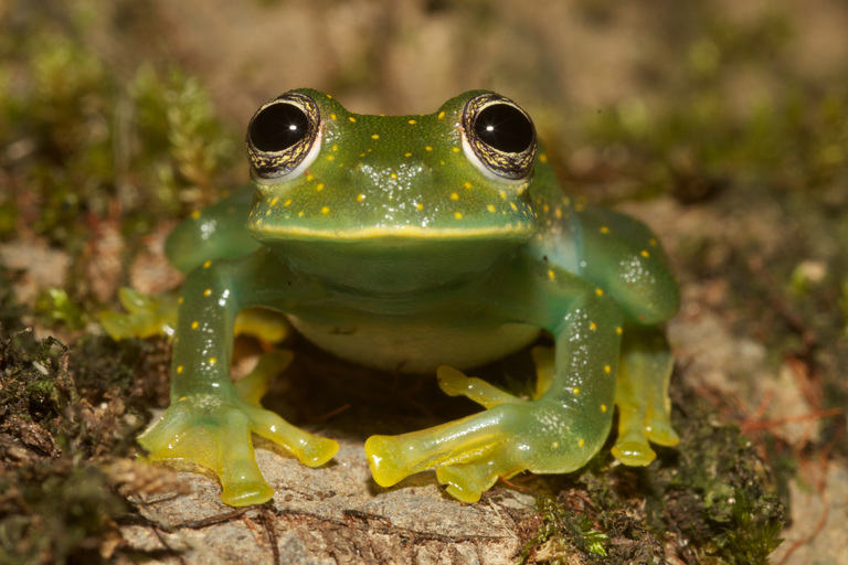 Frogs—Some of the Coolest Amphibians on the Planet!