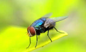 Flies: Are They Really Necessary?