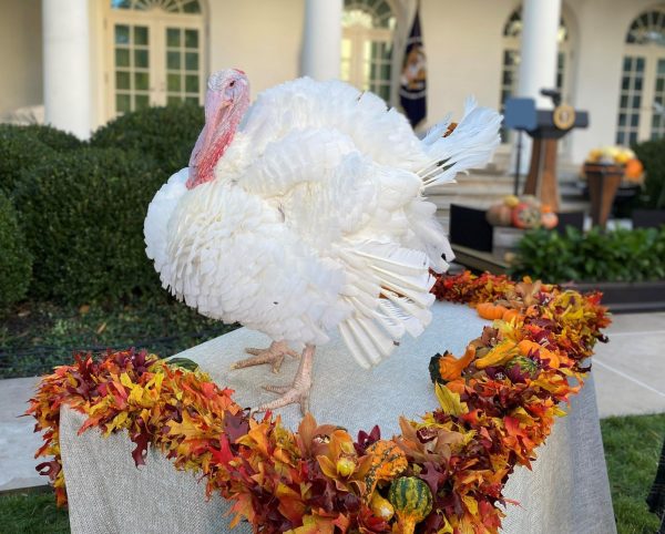 https://www.thepoultrysite.com/articles/us-president-biden-pardons-national-thanksgiving-turkey