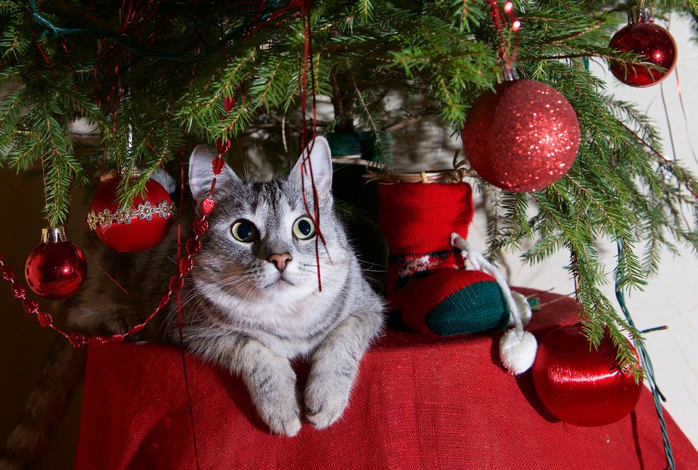 How to Keep Your Cats Out of Your Christmas Tree